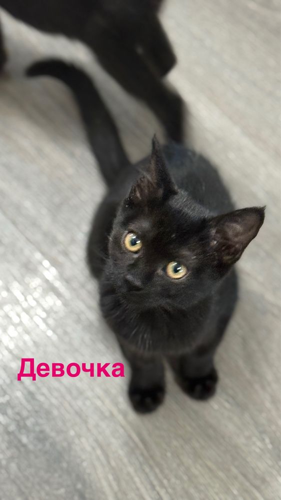 Котята в добрые руки