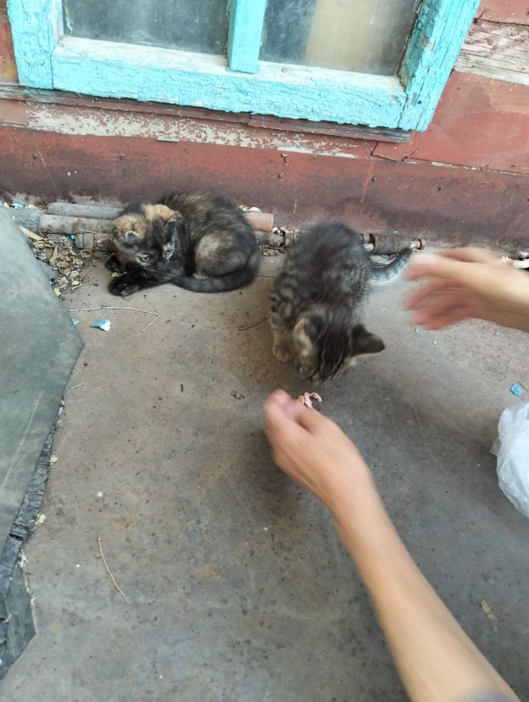 Отдам котят добрые руки