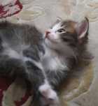 Котёнок  мальчик