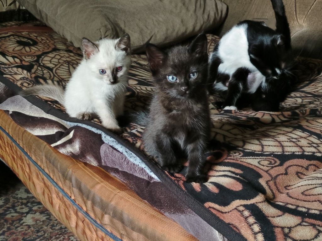 Отдам котят в хорошие руки