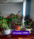 Продамцветы.Состояние хорошо