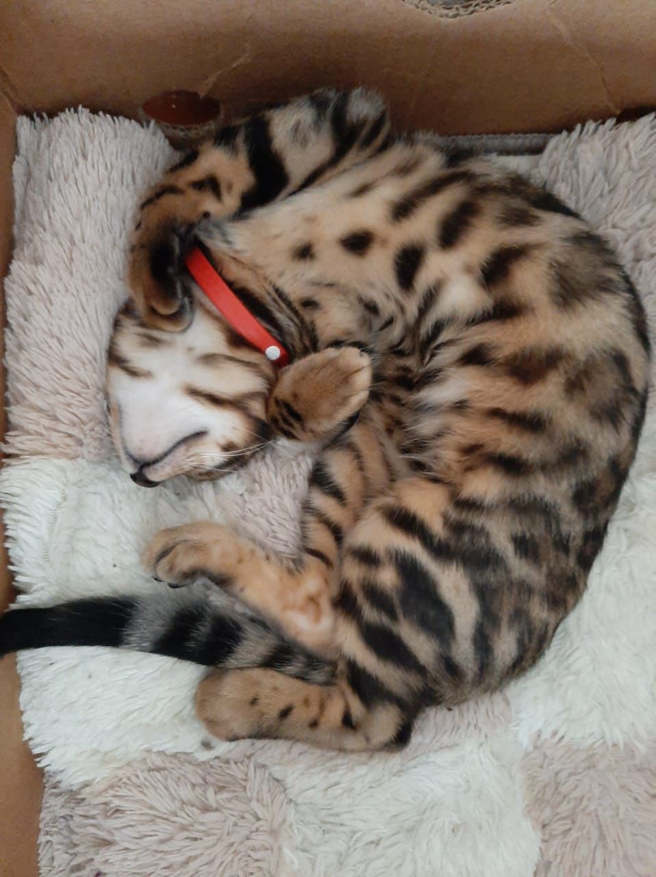 Бенгальский красавчик, Котик, Окрас золото. 70 000