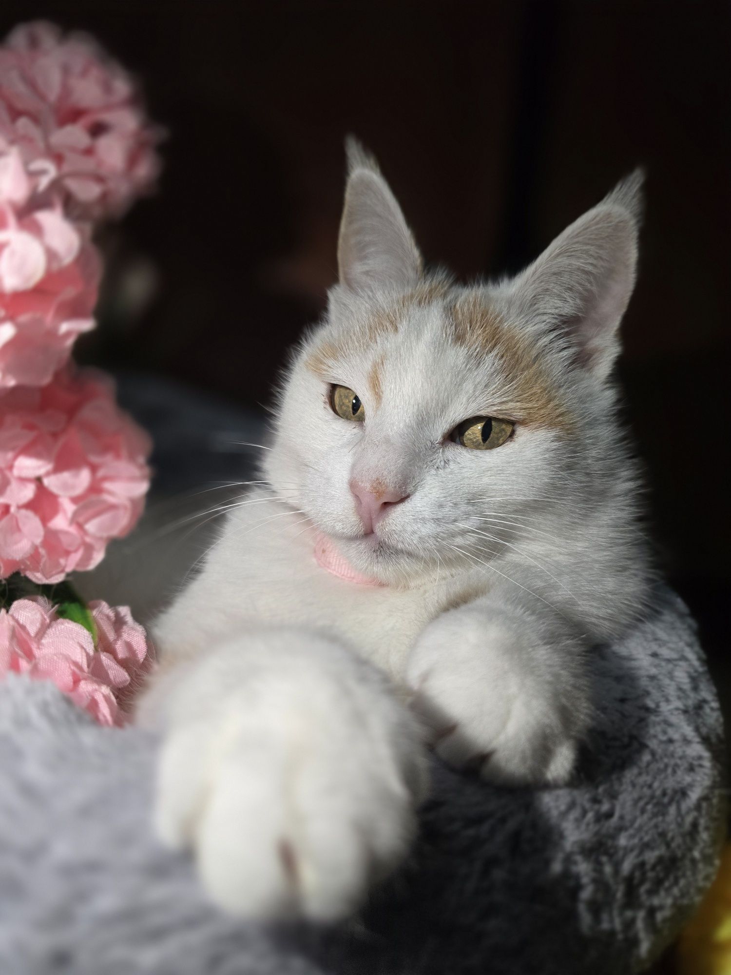 В любящие руки, кошка Снежана
