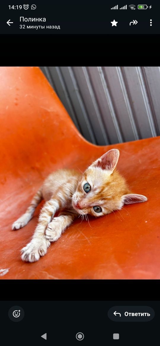 Котята в добрые руки