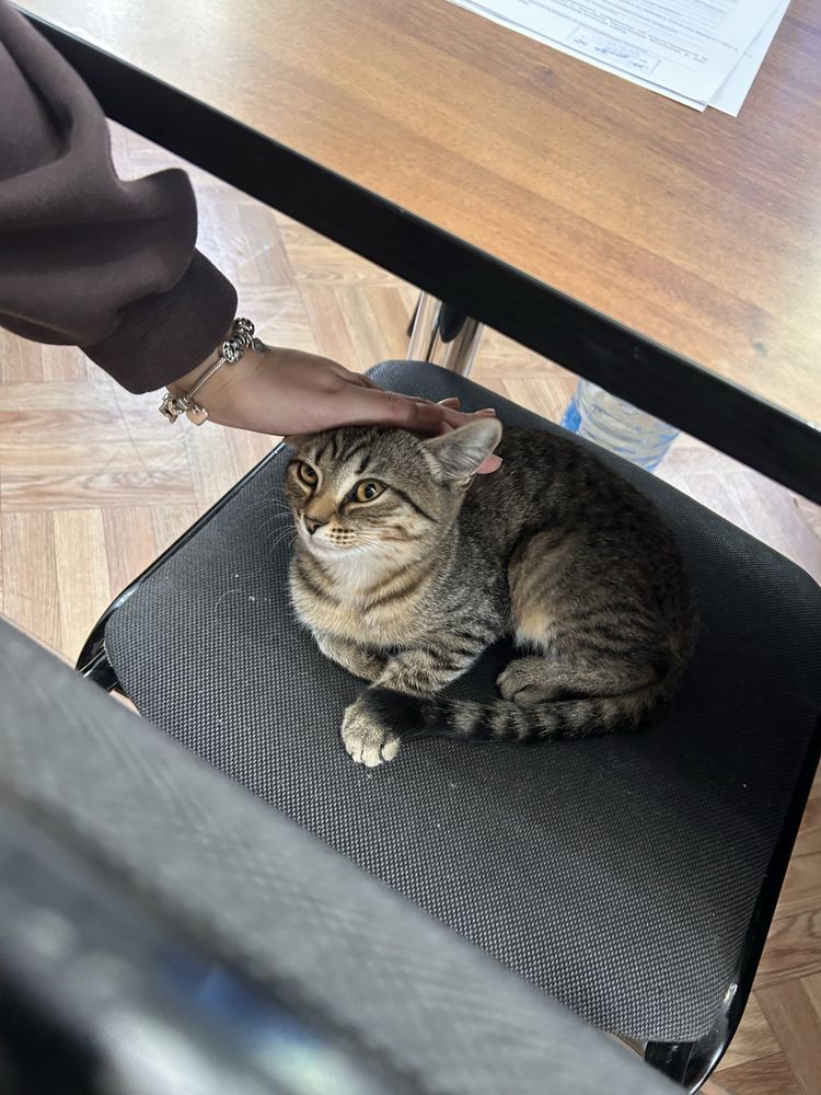 Отдам кота в добрые руки.