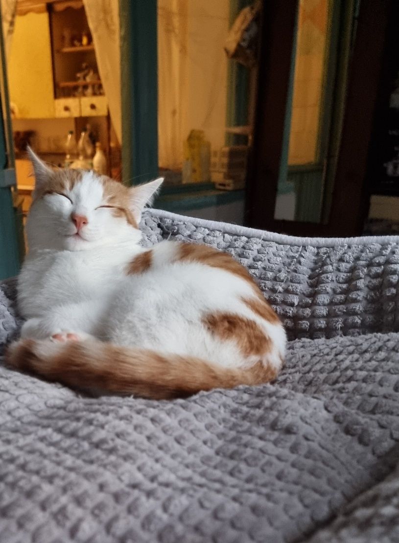 Домашние котята.