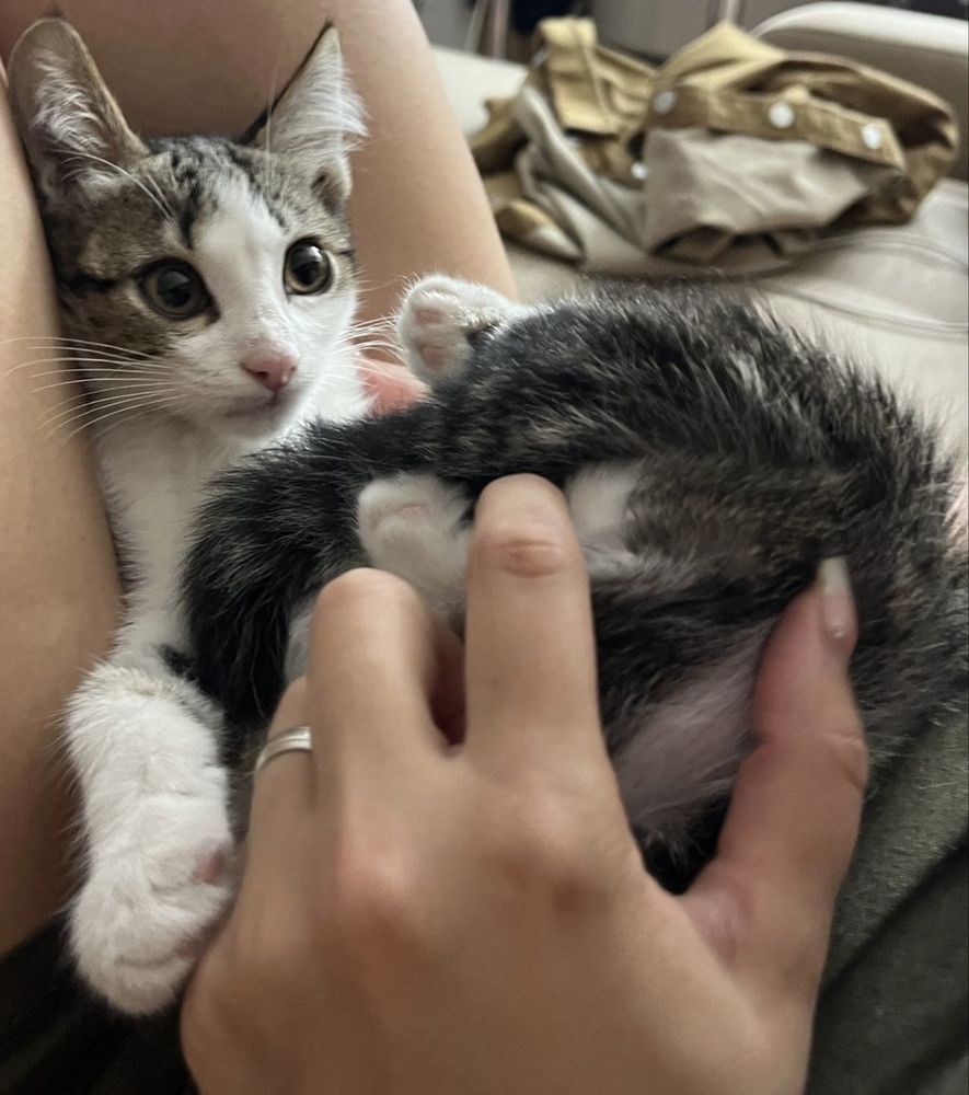 Котёнок в добрые руки. Кот. Кошка