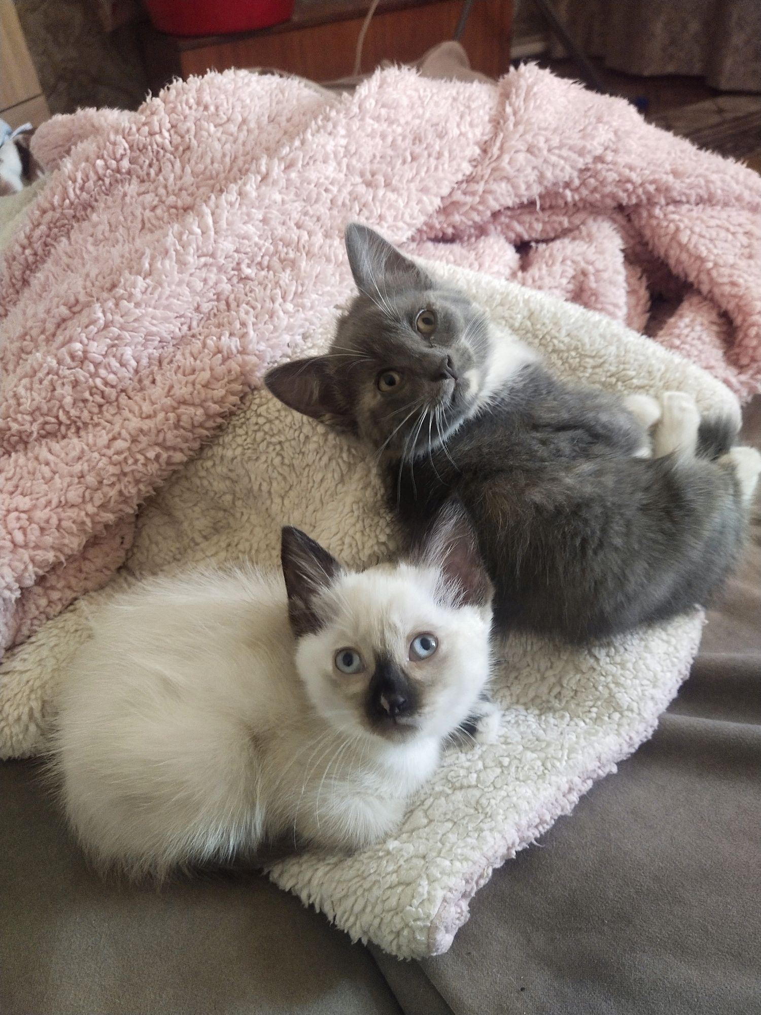 Отдам котят в добрые руки