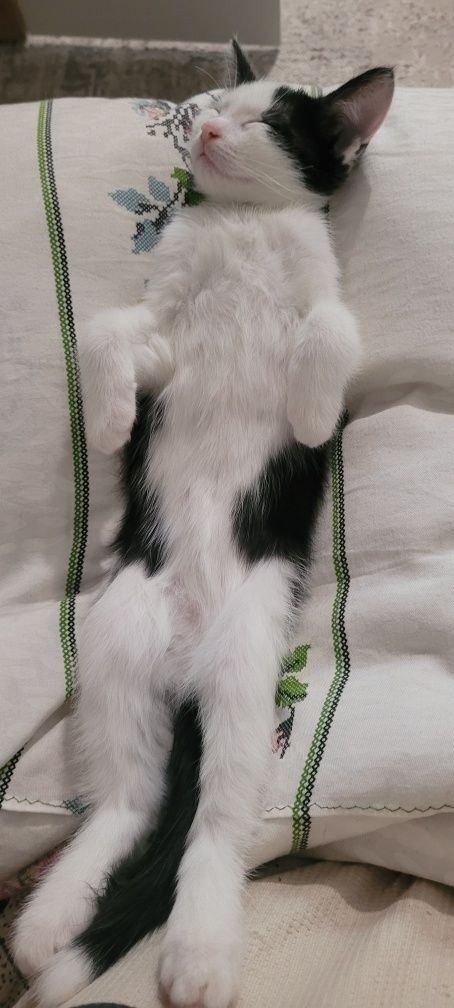 Отдам котёнка в добрые руки.