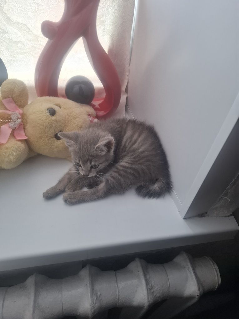 Отдам бесплатно котенка