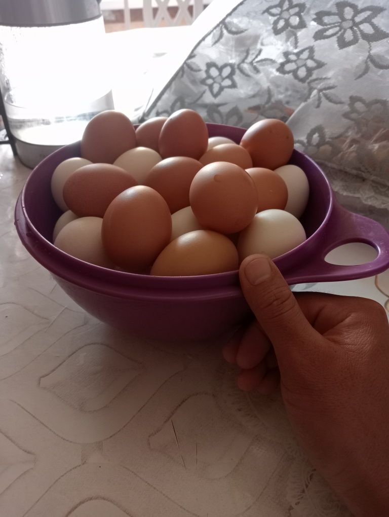 Тушки домашние несушки, тушки для бульона