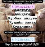 Бараны Кой сатылады касапшы бар уйтып жиликтеп тазалап береди