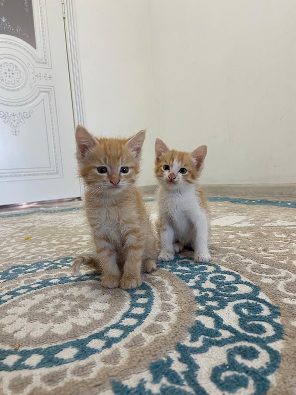 Котики 2 месяца , пушистые , домашние