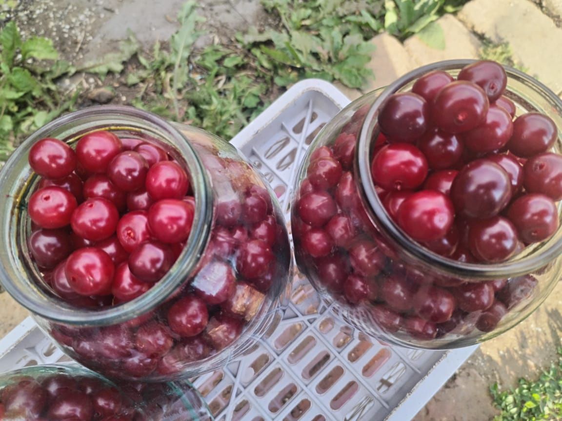 Продам вишню,свежесобрана