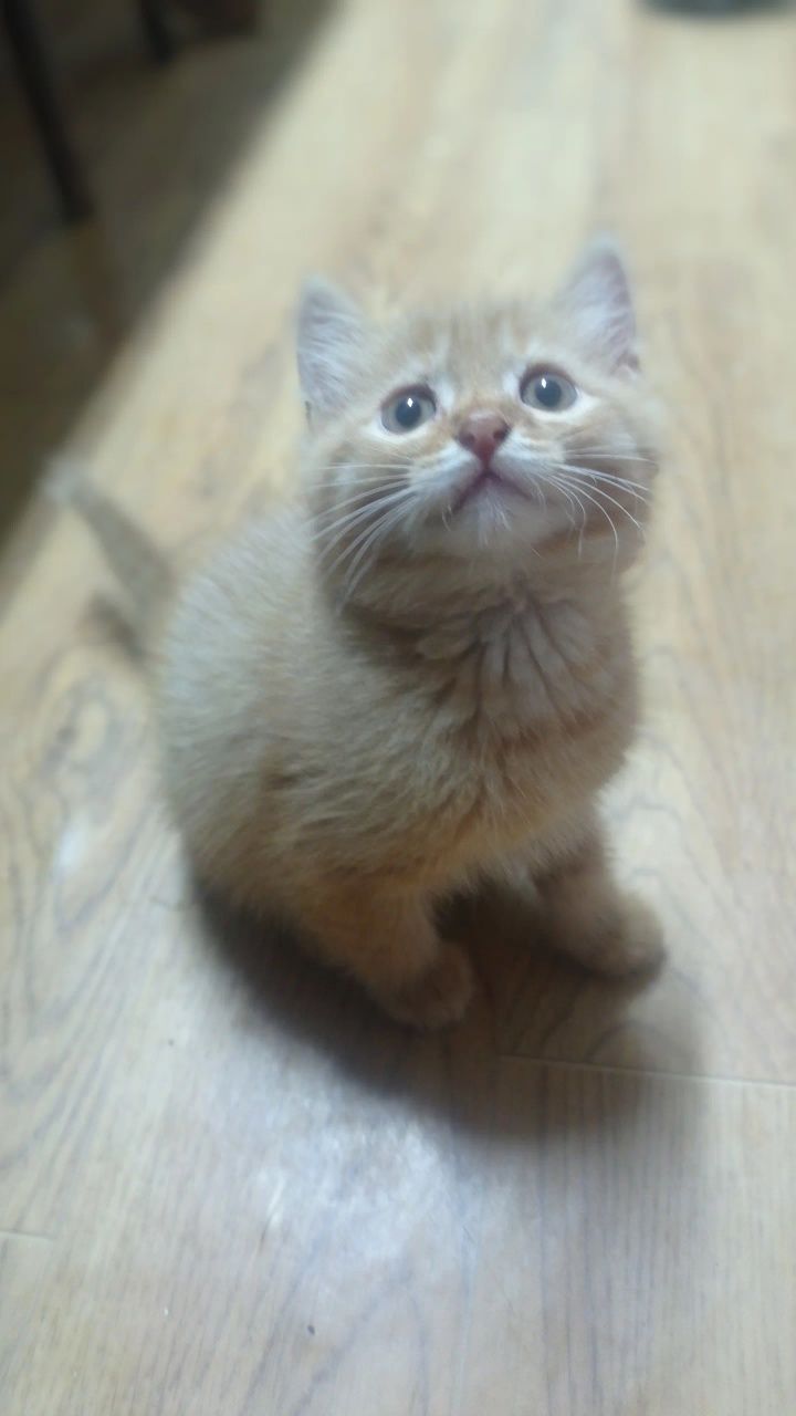 Котята ищут свои семьи.