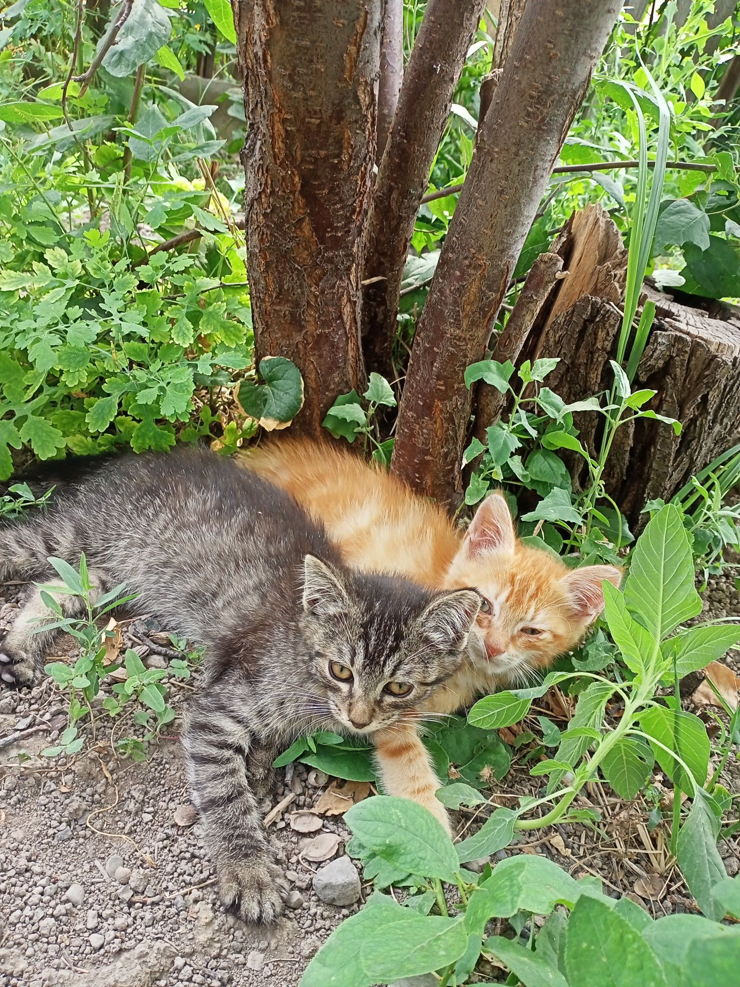 Котята в хорошие руки, бесплатно