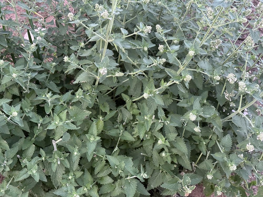 Продам саженцы мяты -6 сортов