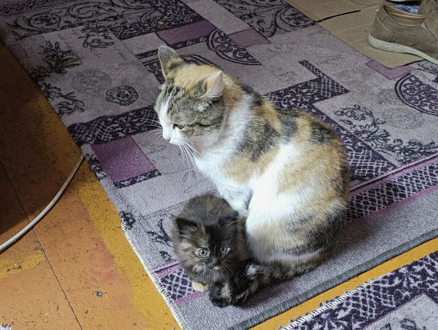 Отдам в добрые руки