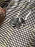 Котенок хороши а