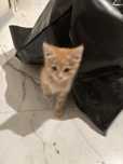 Отдам в хорошие руки котенка