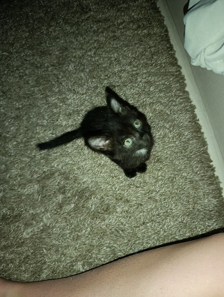 Отдам двух котят