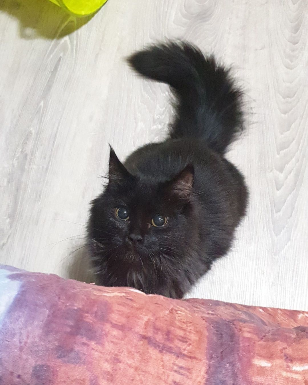 Котенок, 8 мес., девочка