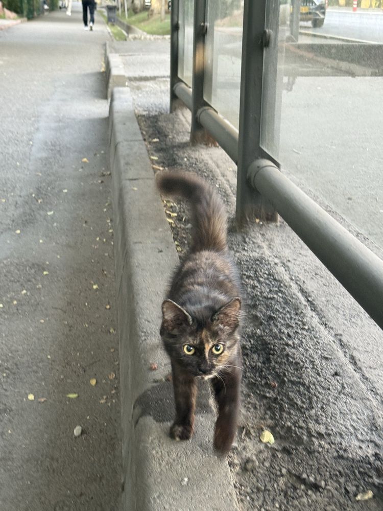 Маленький котенок ищет дом