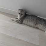 Кошку нашли может потерлься