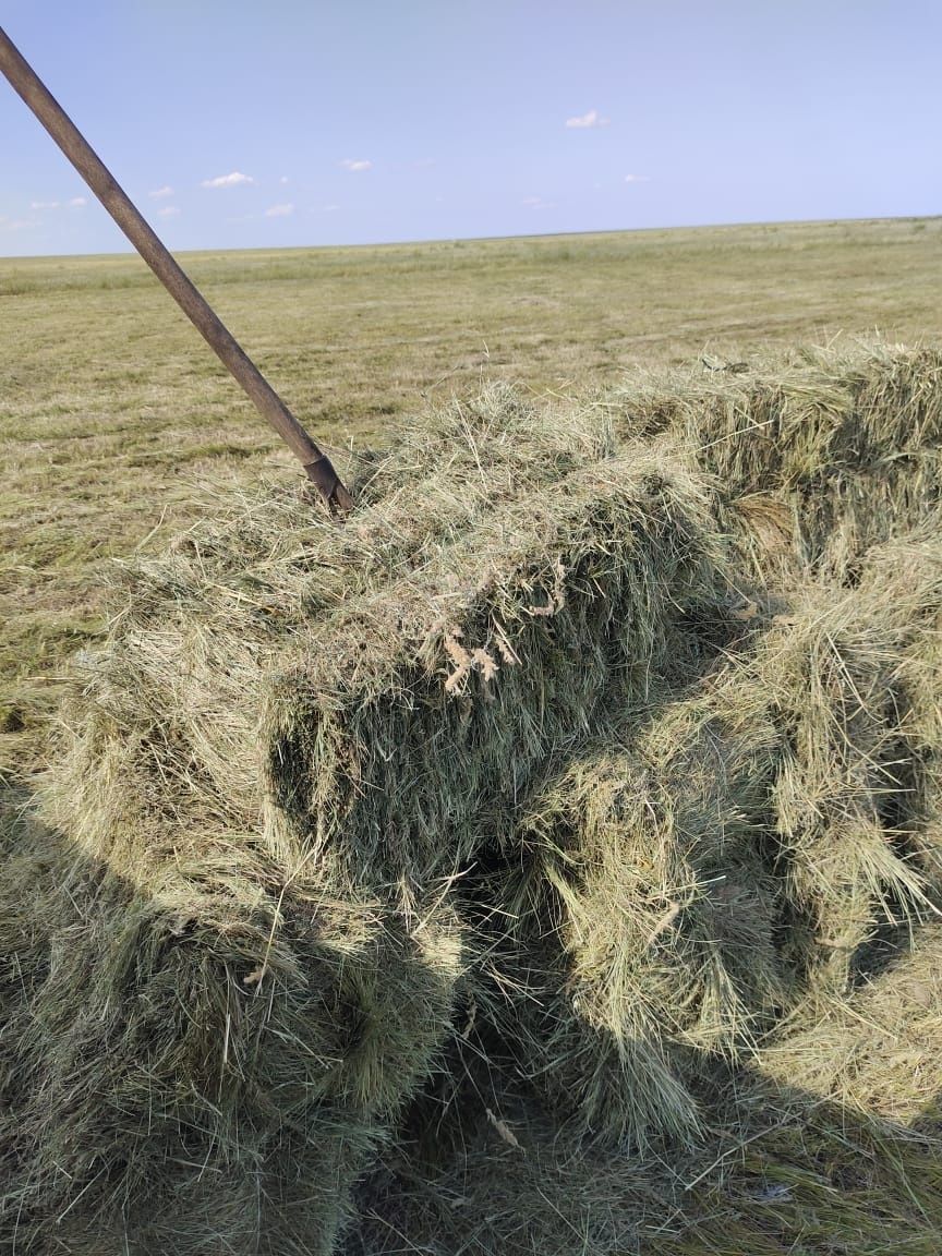 Продам Сена в тюках