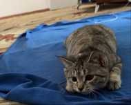 Кошка Табби приучена к лотку ,чистая ухоженная
