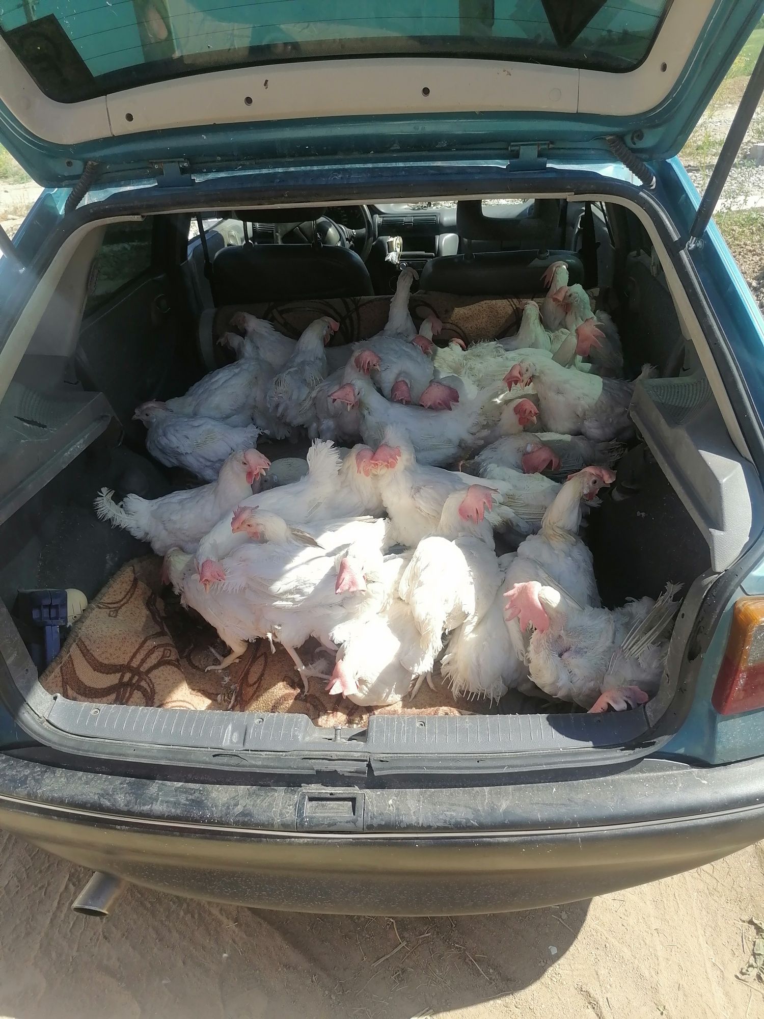 Продам Кур несушки Супер Ник