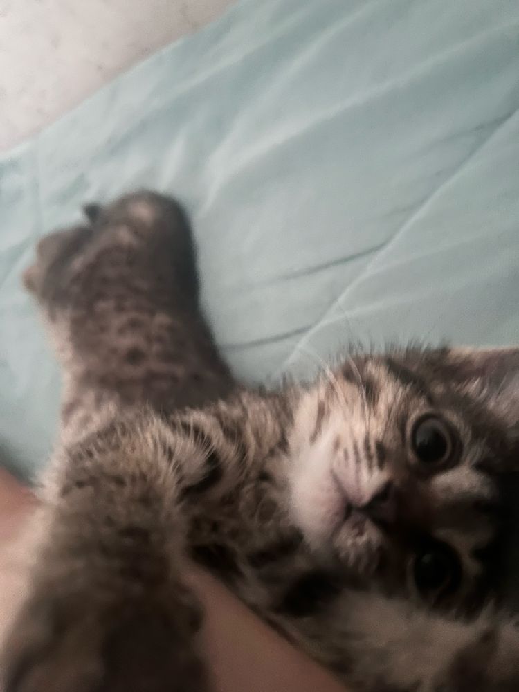 Отдам котенка в хорошие руки