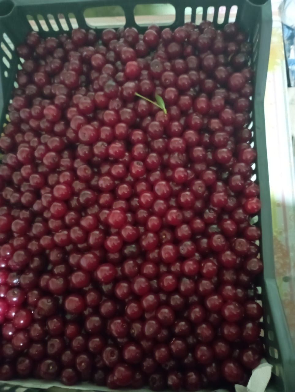 Продам Вишню домашнюю