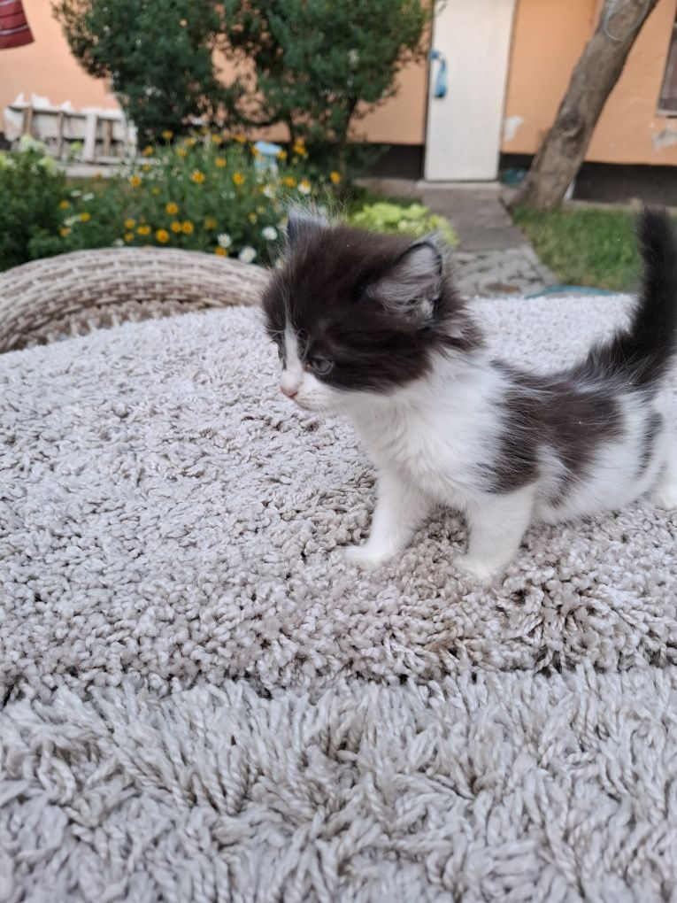 Котята домашние в добрые руки