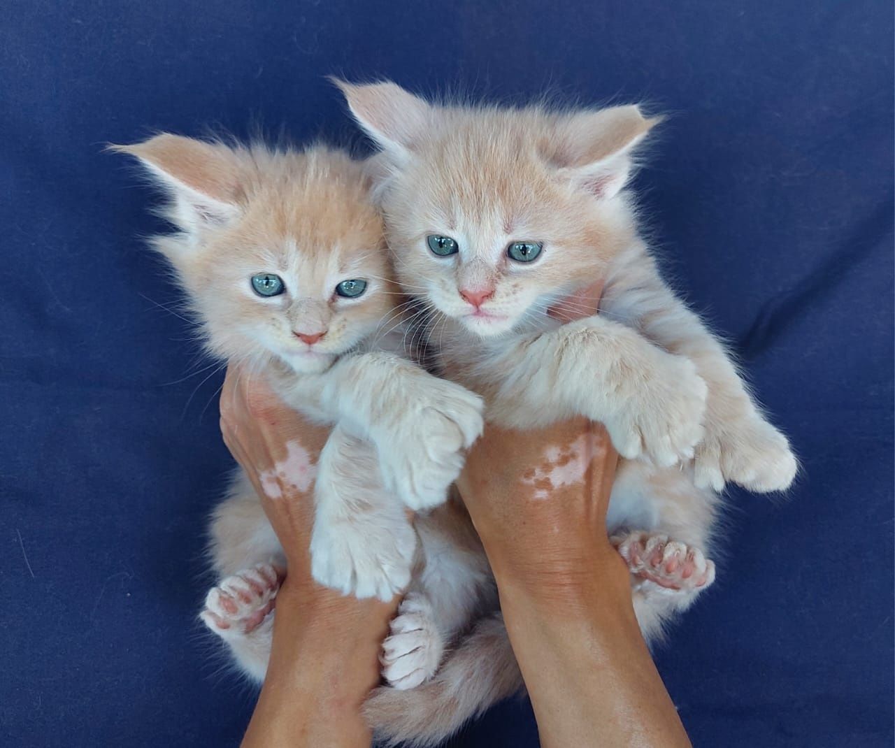 Элитные Котята Мейн-кун в Рассрочку