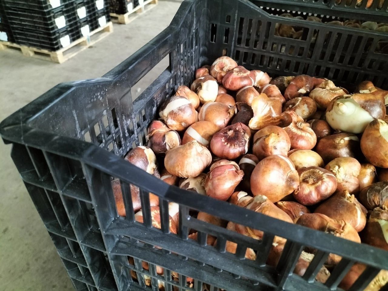 Луковицы тюльпаны акция