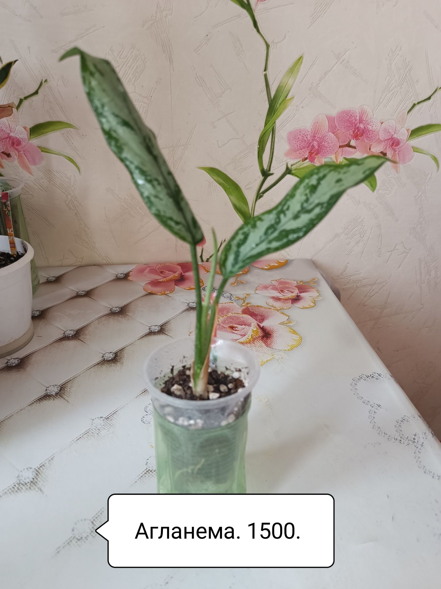 Продаю цветы разные