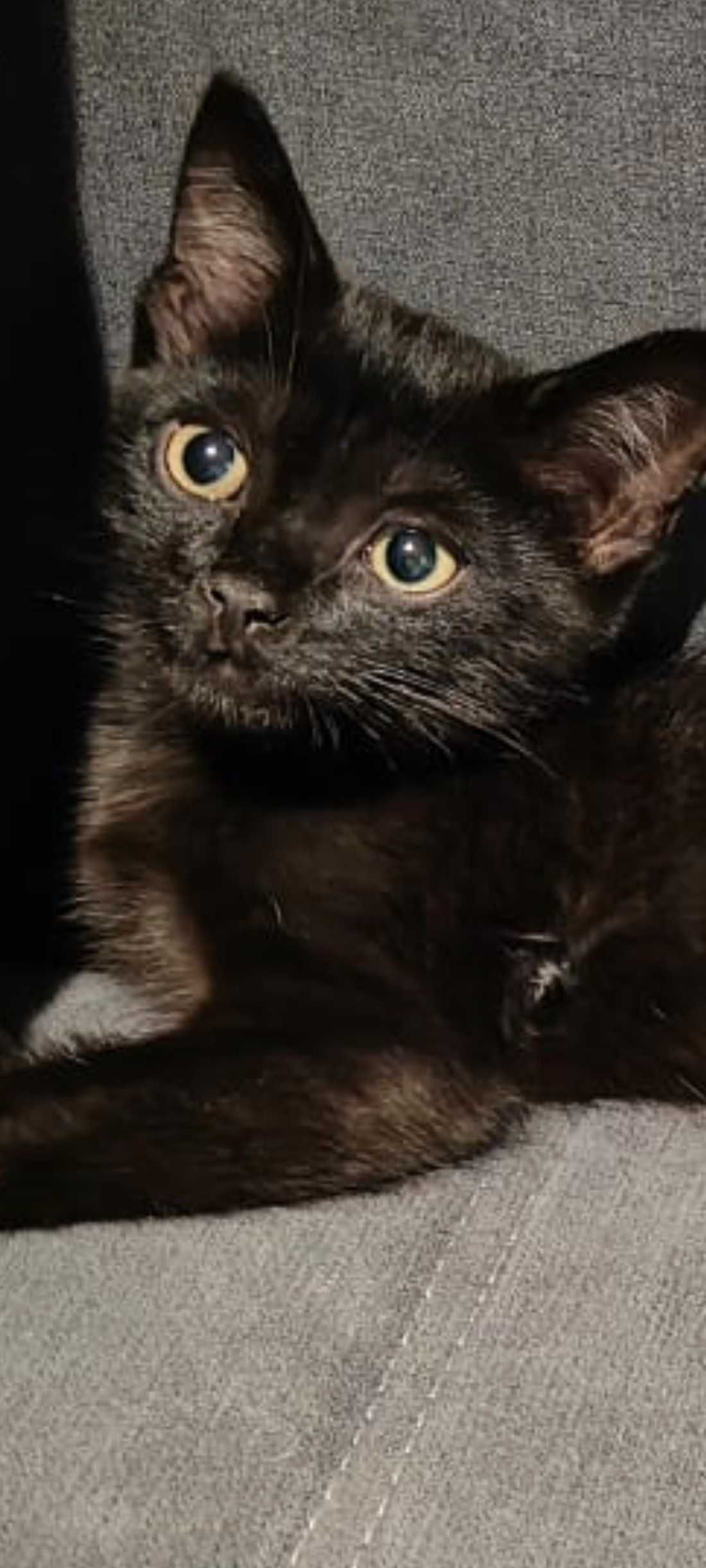 Котёнок мальчик доставка