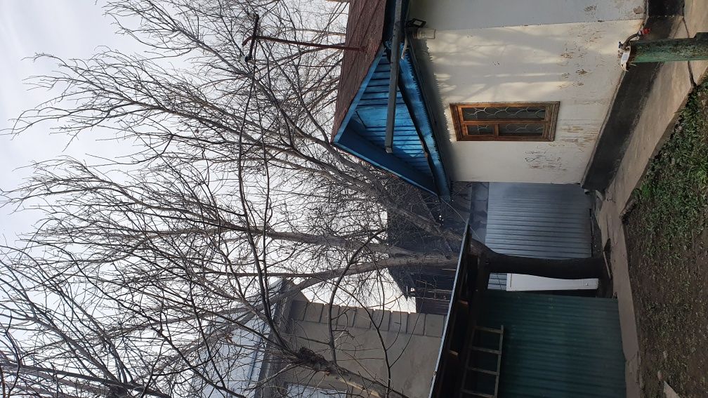 Дерево грецкого ореха