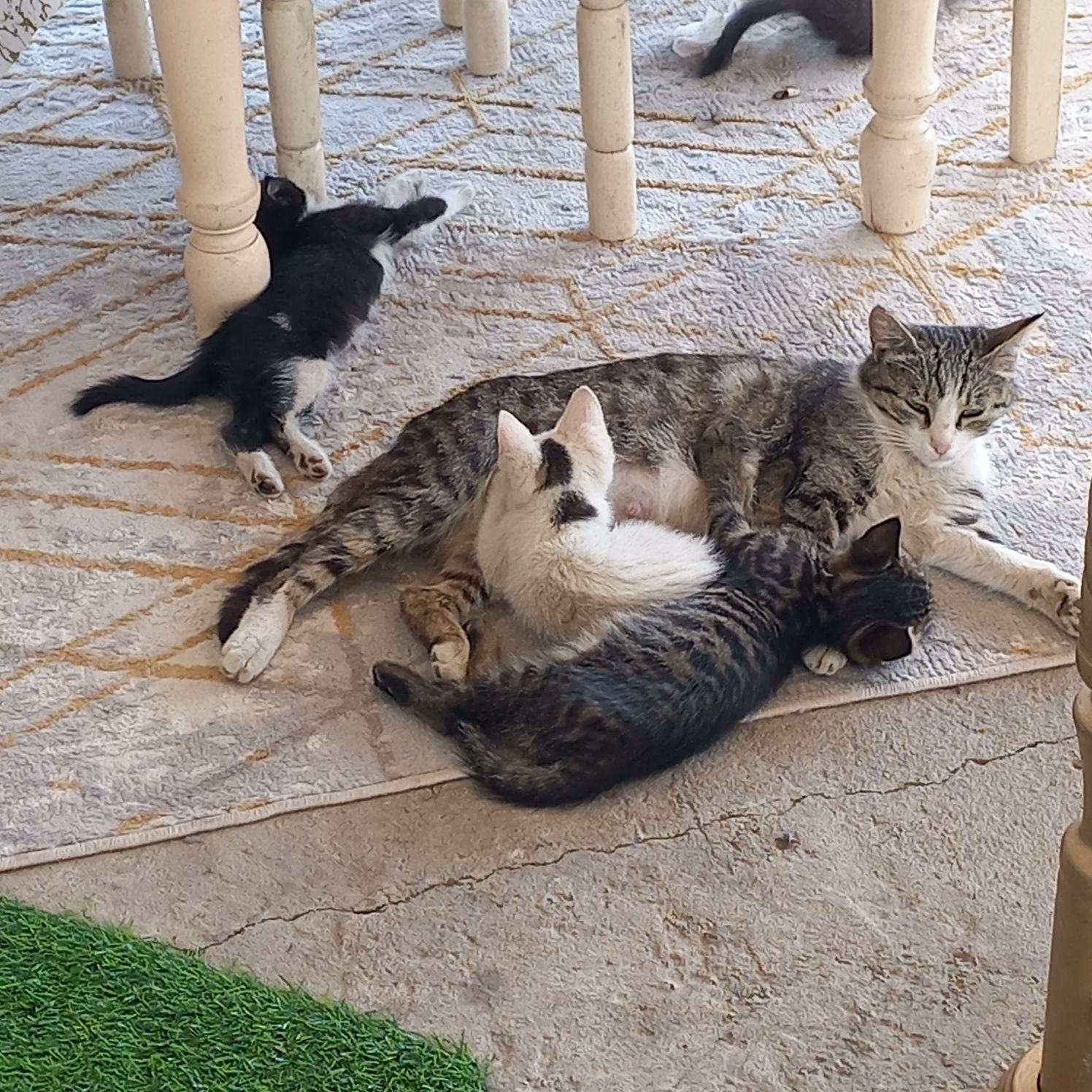 Котята чистые ухоженые