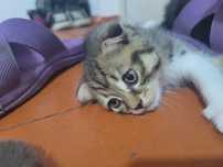Отдам котят в хорошие руки
