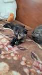 Котенок  девочка