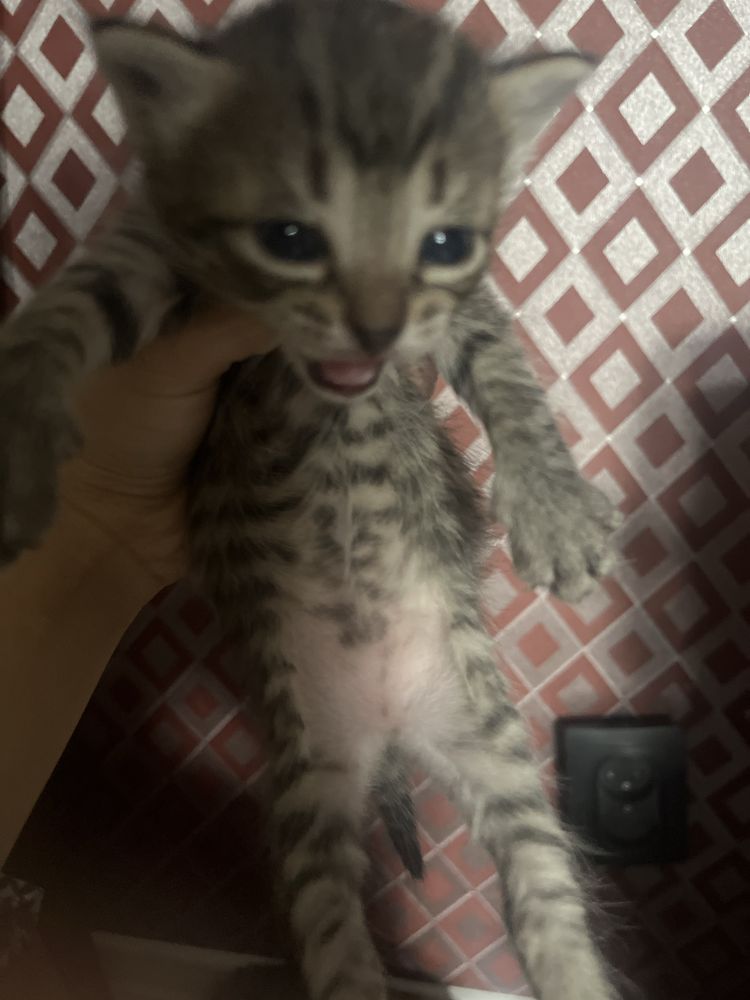 Котята отдам. Еще и кошку