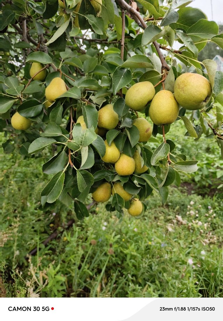 Груша садовая, дачная