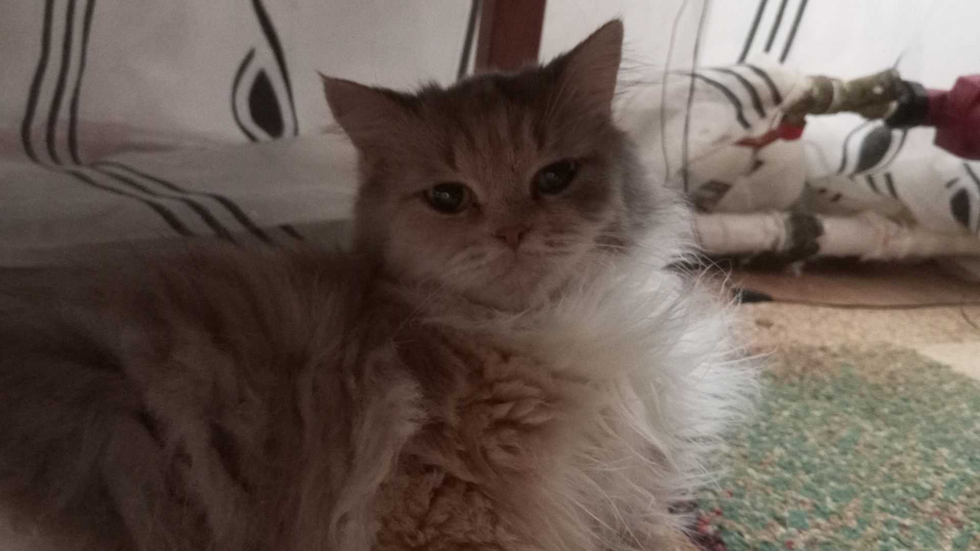 8 мая рано утром пропала наша кошка (9 лет) и её маленький котёнок (пр