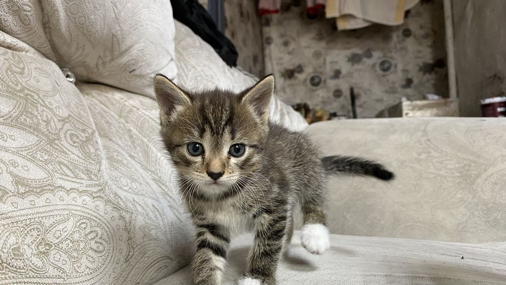 Отдам котят в хорошие руки