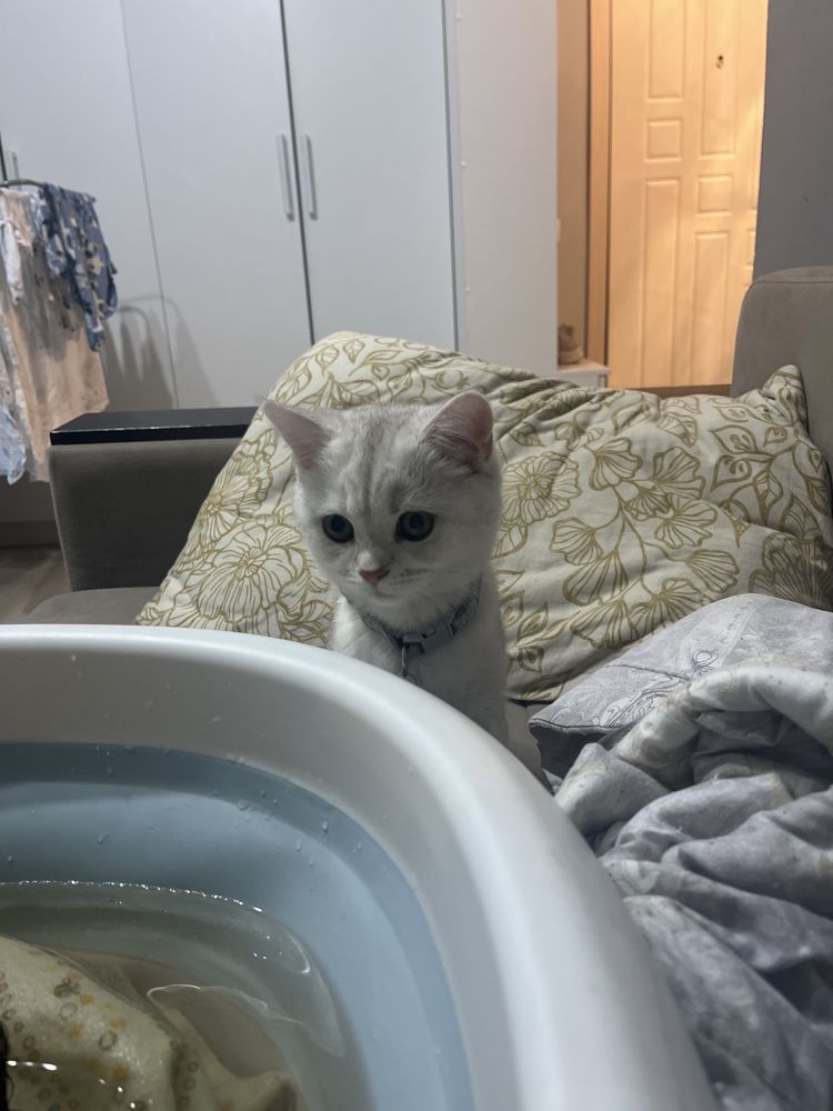 Шотландский котенок