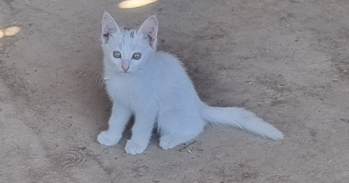 Кошка с котятами бесплатно