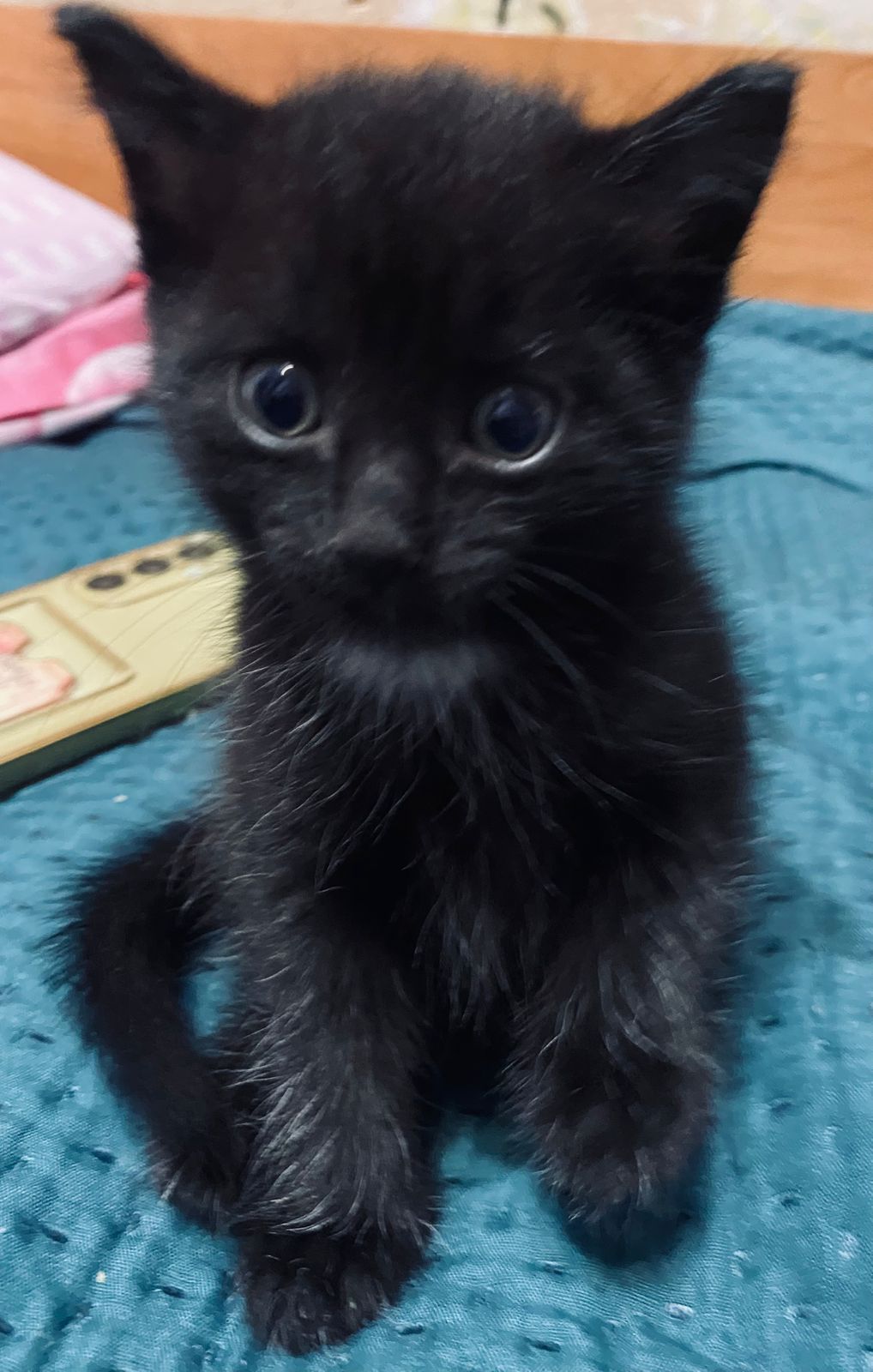 отдам котят в хорошие руки!!