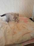Котят в добрые руки
